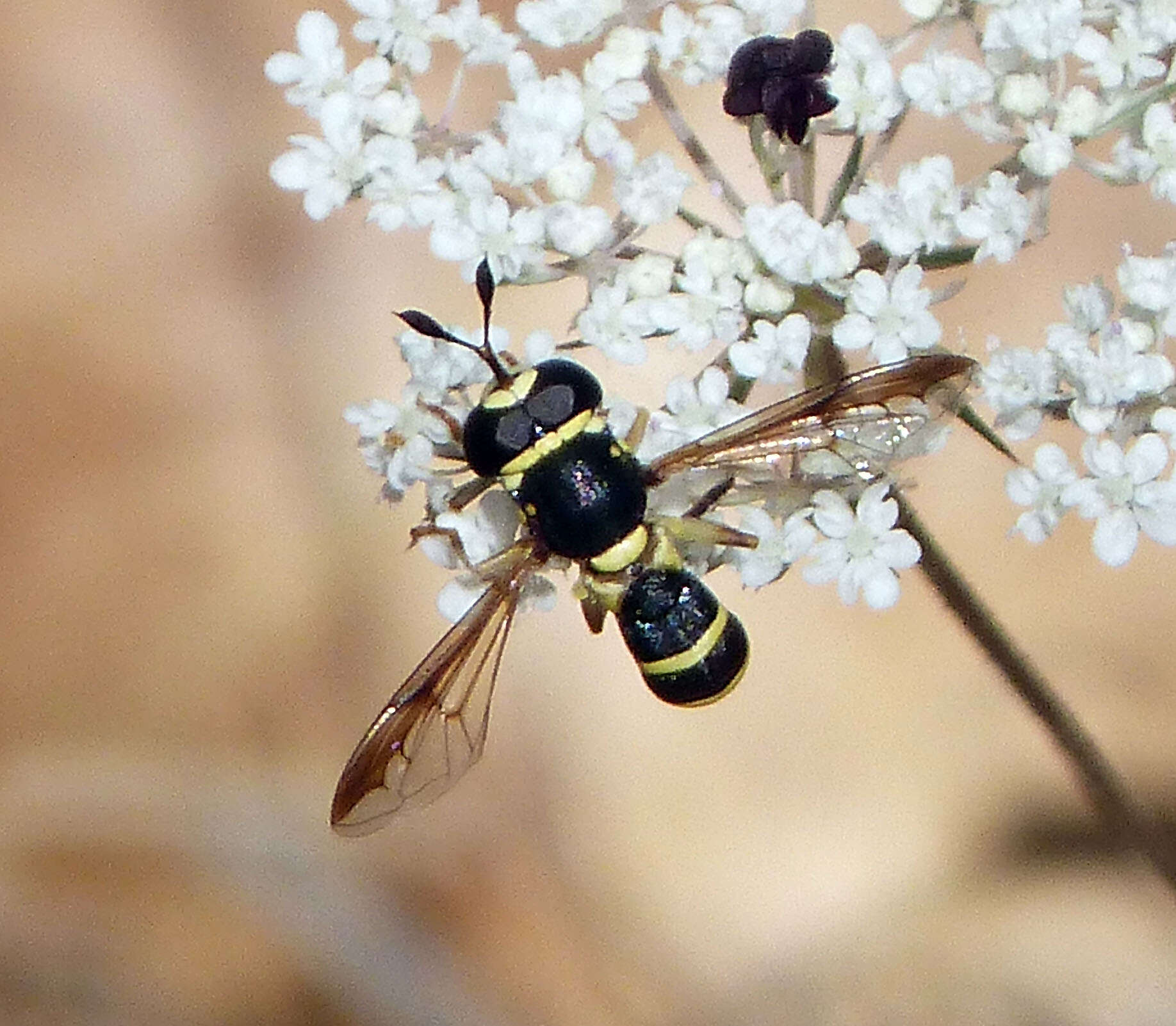 Image of Ceriana vespiformis (Latreille 1809)