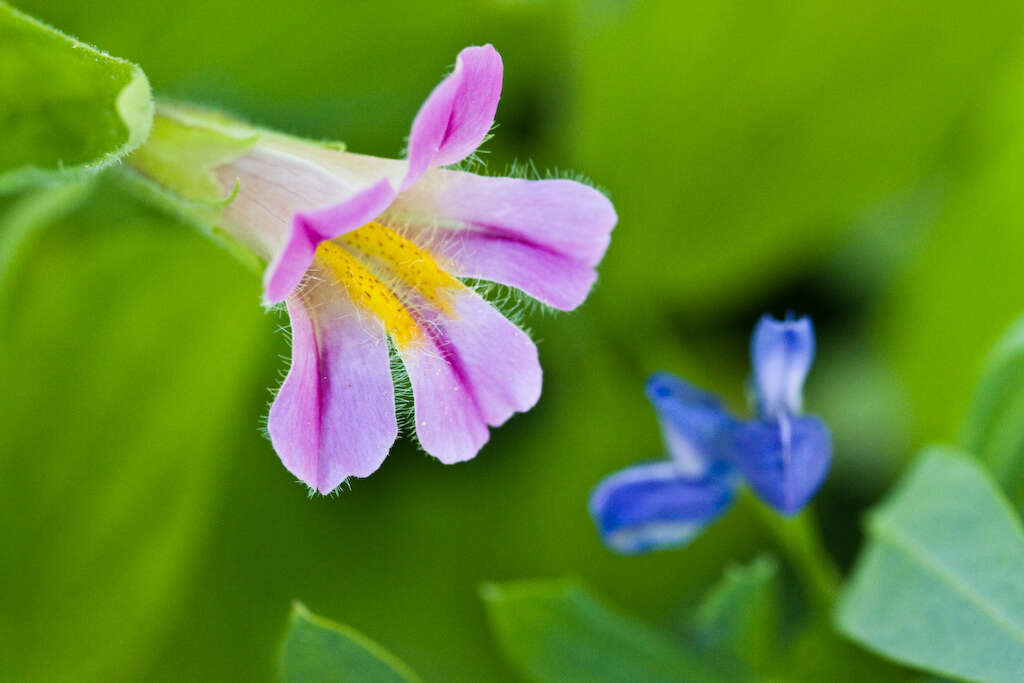 Image of Great Purple Monkey-Flower