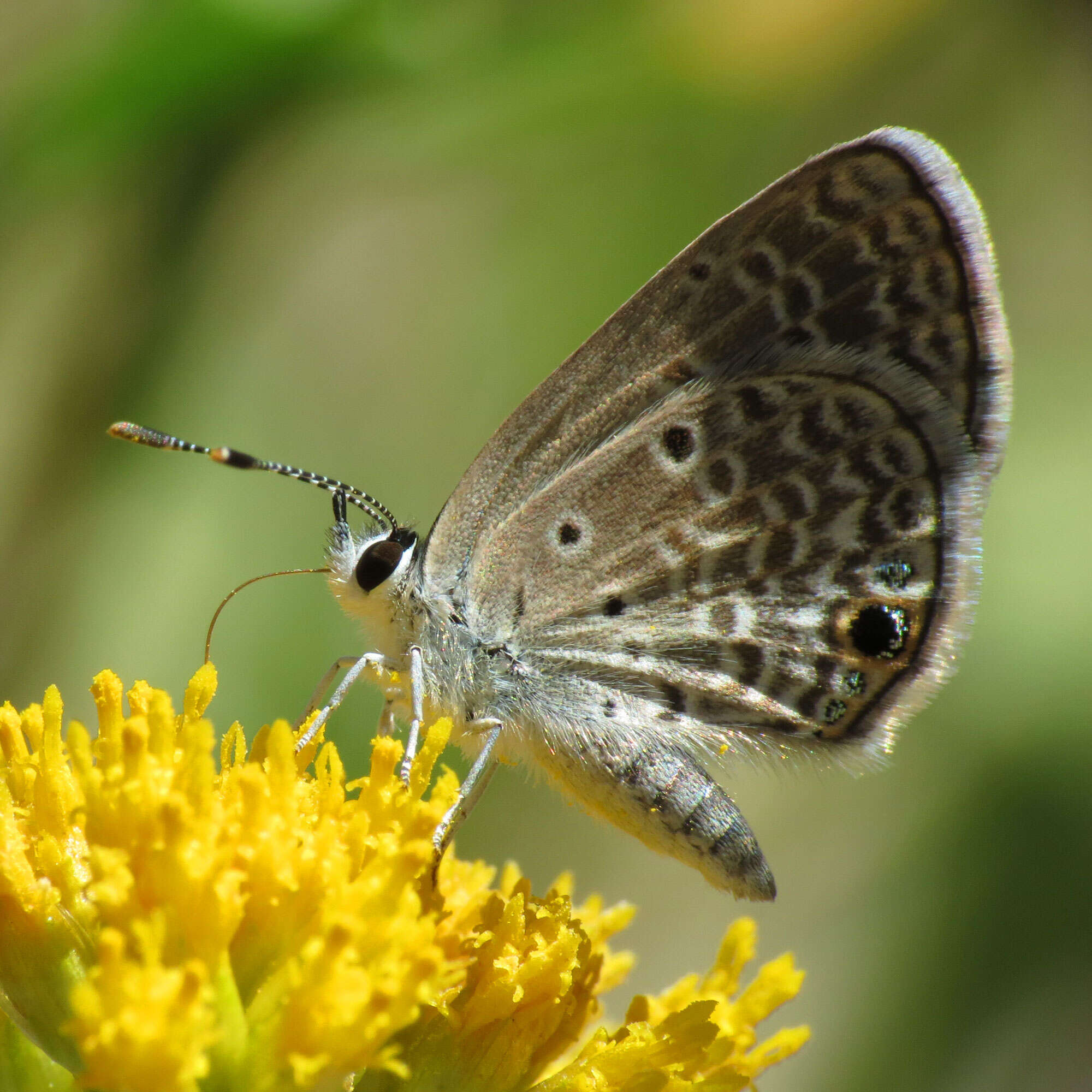 Image of Hemiargus