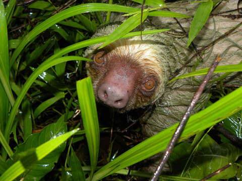 Image of two-toed sloths