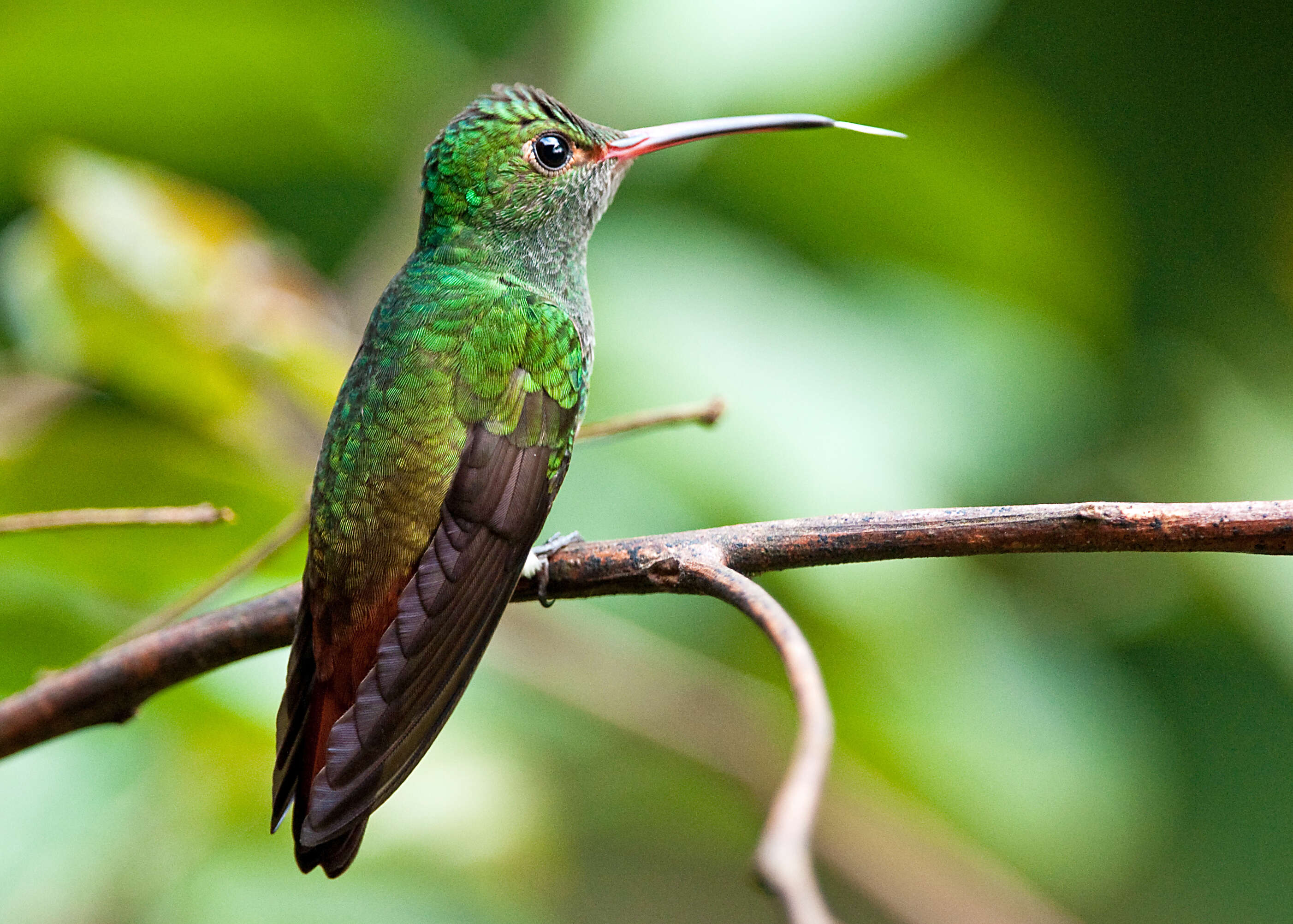 Image of Rufous-tailed Hummingbird