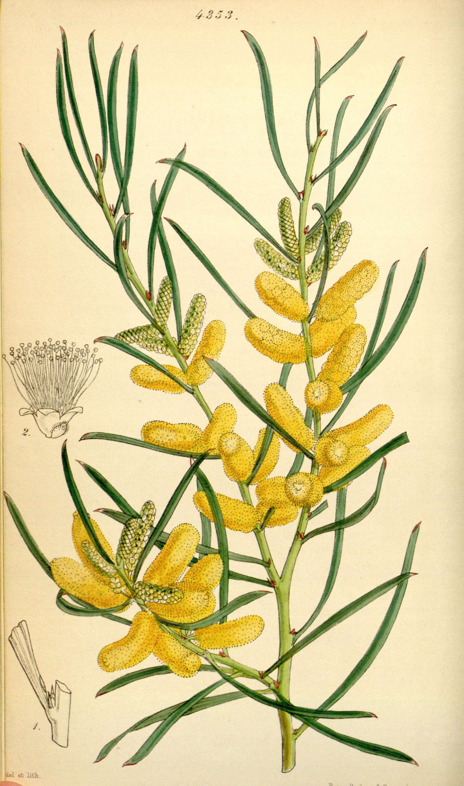 Image of Acacia oncinophylla Lindl.