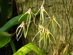 Image of Dendrobium fairfaxii F. Muell. ex Fitzg.