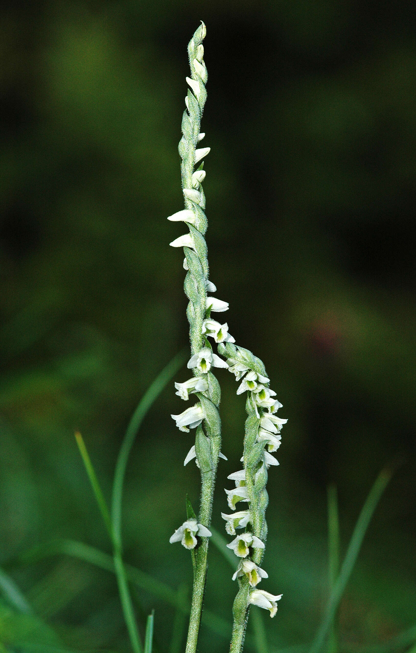 Image of Ladies'-tresses