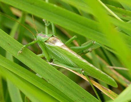 Image of katydid