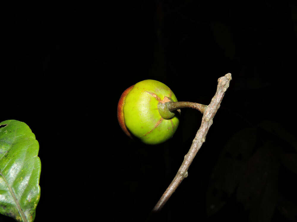 Image of Anthodiscus chocoensis Prance