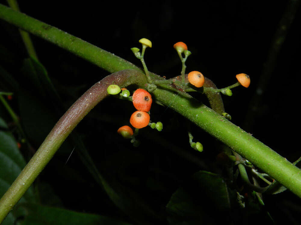 Image de Siparunaceae