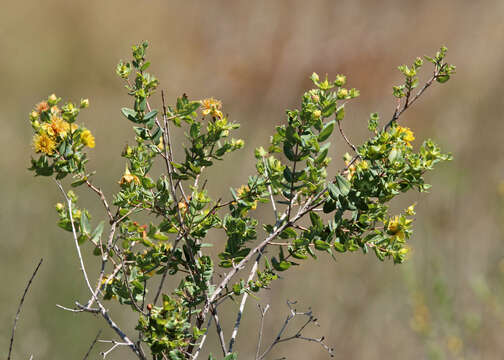 Image of Myrtle-Leaf St. John's-Wort