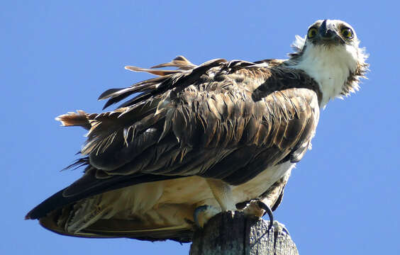 Image of Pandion haliaetus ridgwayi Maynard 1887