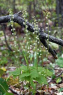 Image of bishop's caps