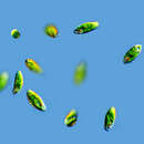 Euglena agilis的圖片