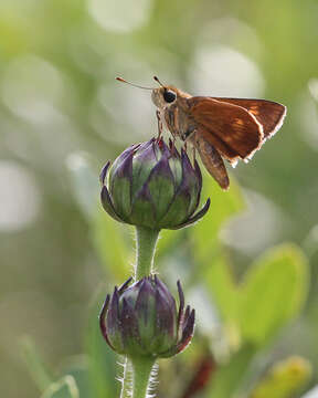 Image of Rayless Sunflower