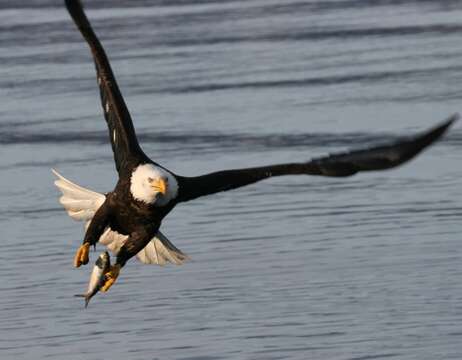 Image of Sea eagles