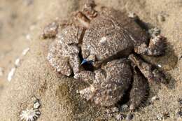 Image of hairy stone crabs