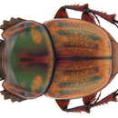 Image of Onthophagus (Gonocyphus) obliquus (Olivier 1789)