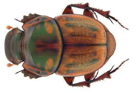 Image of Onthophagus (Gonocyphus) obliquus (Olivier 1789)