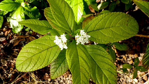 Image of Lantana lucida Schauer