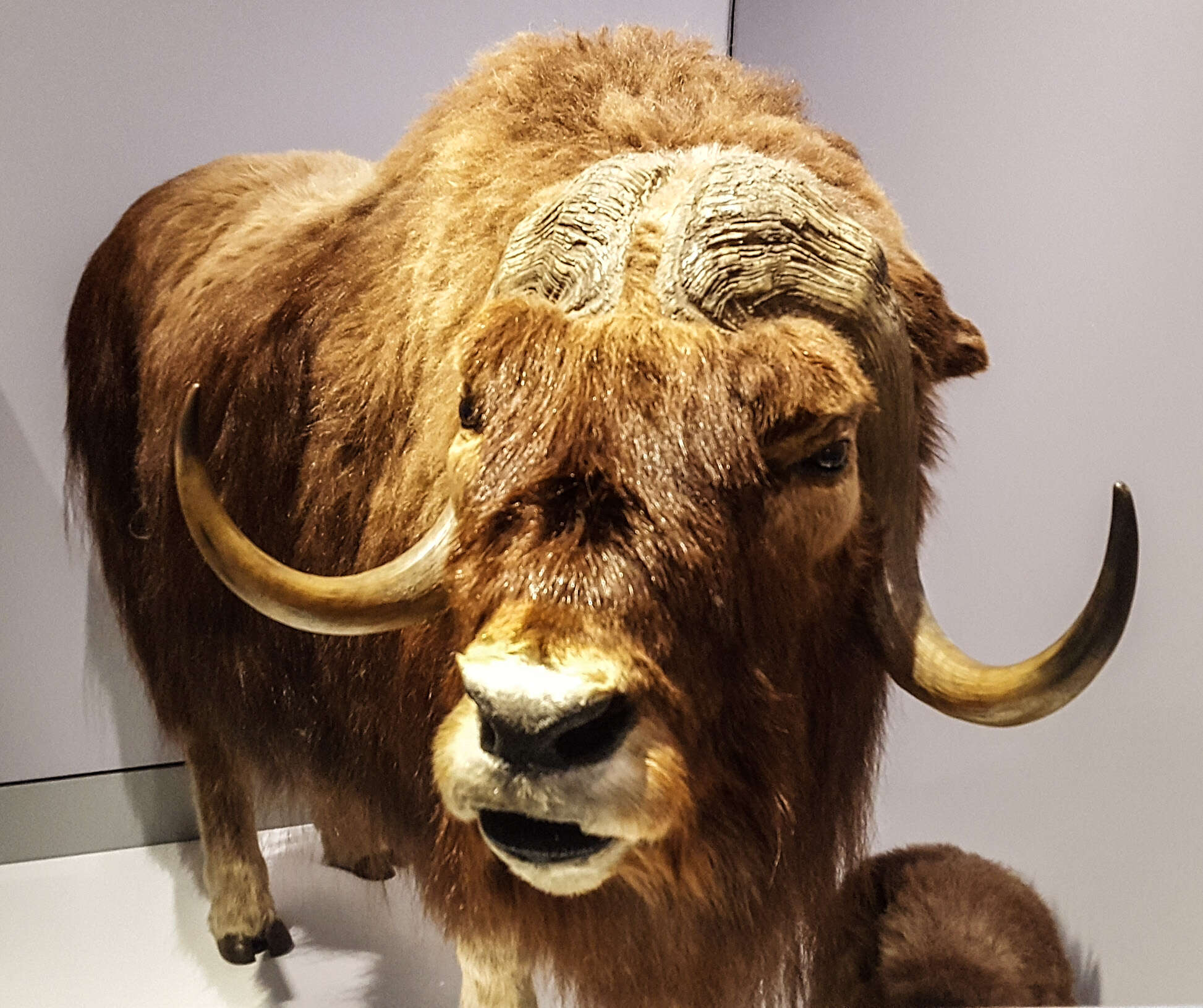 Image of muskox