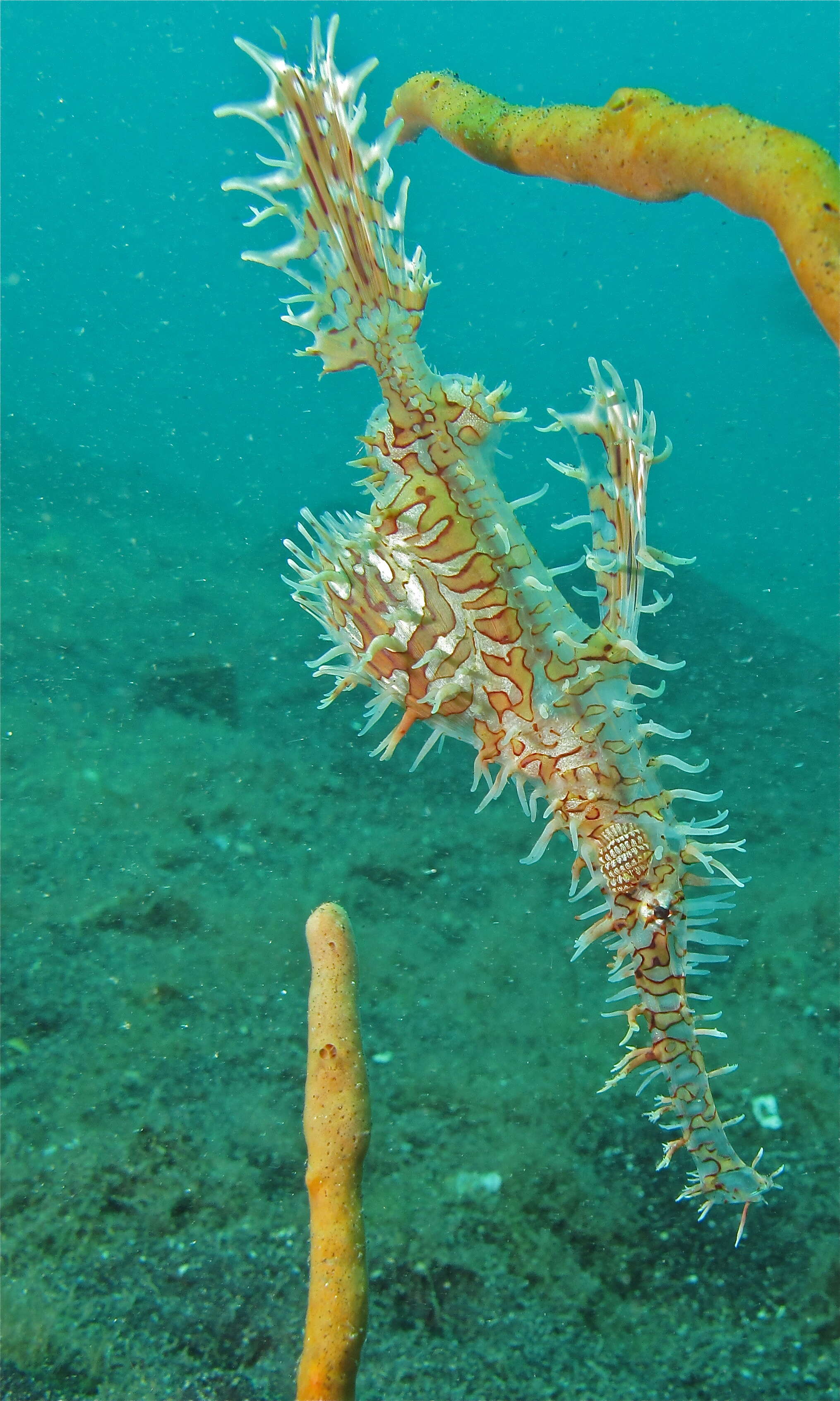Image of ghost pipefishes