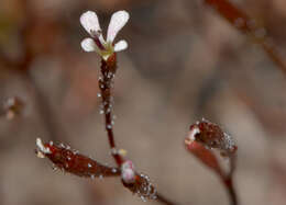 Image of Stylidium beaugleholei J. H. Willis