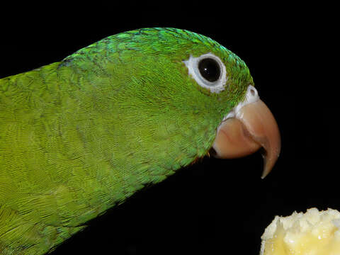 Image of Orange-chinned Parakeet