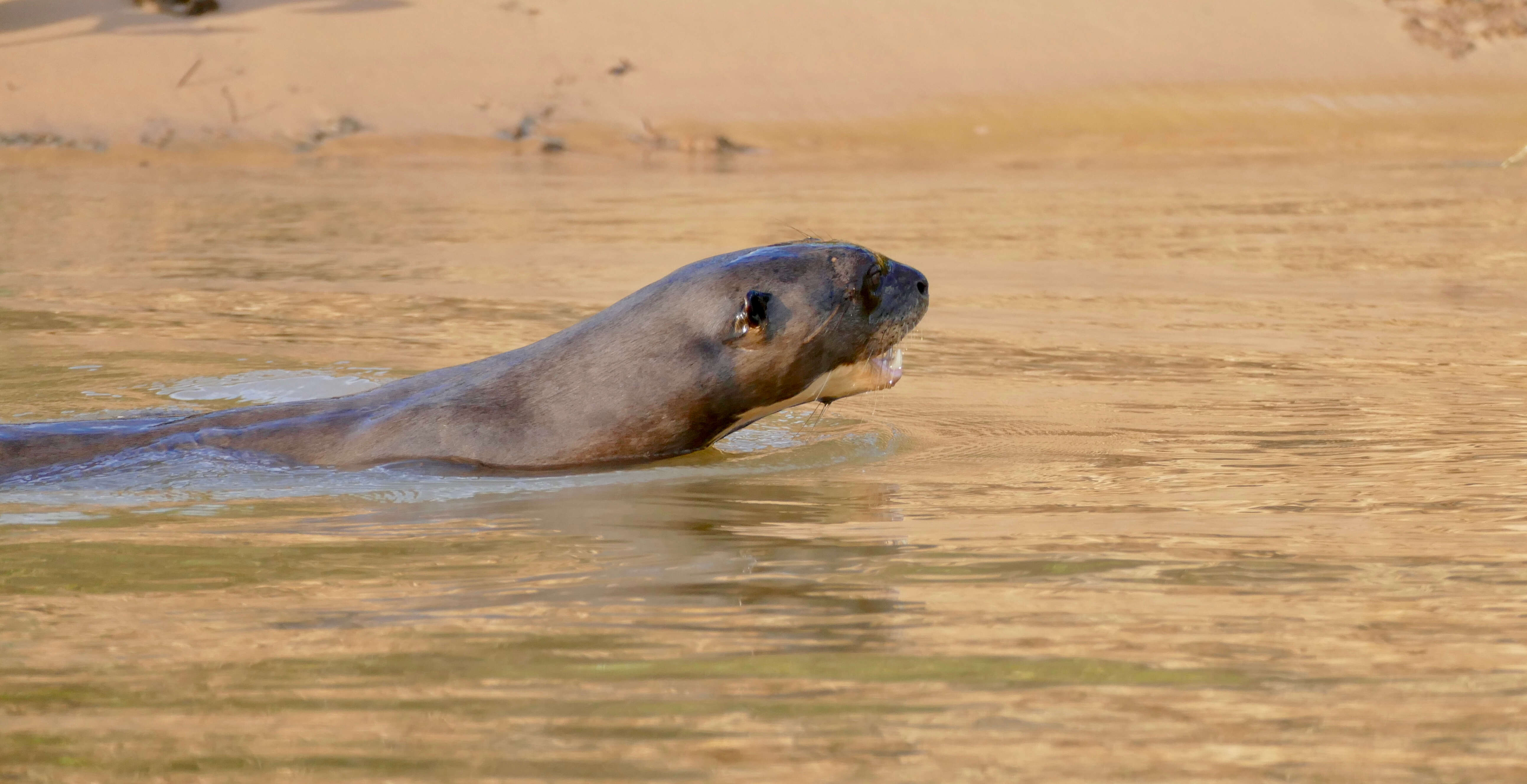 Image of giant otter