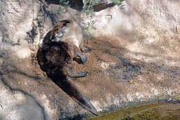 Lutra canadensis sonorae resmi