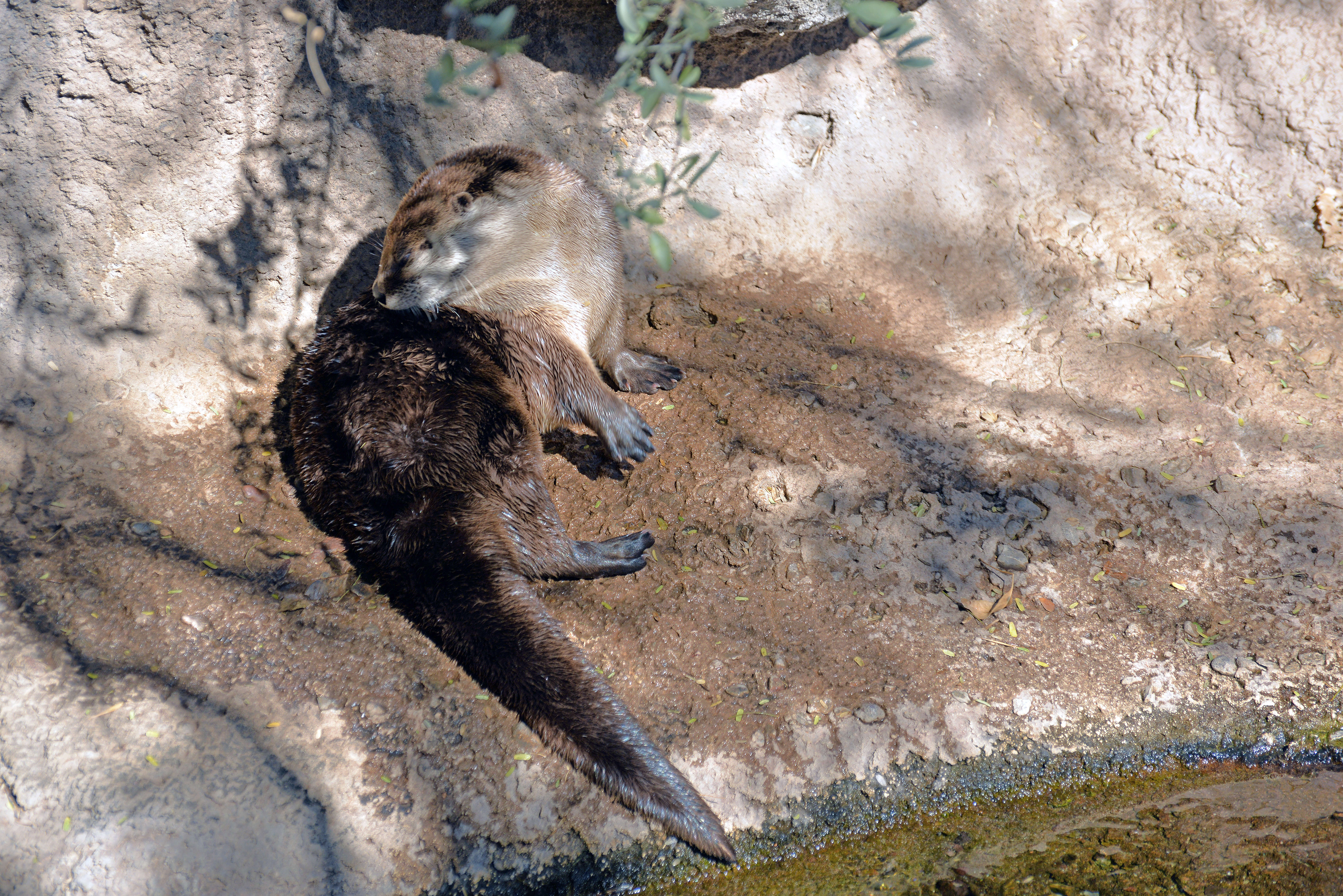 Lutra canadensis sonorae resmi