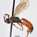 Sivun Ichneumon quadriannellatus Thomson 1893 kuva