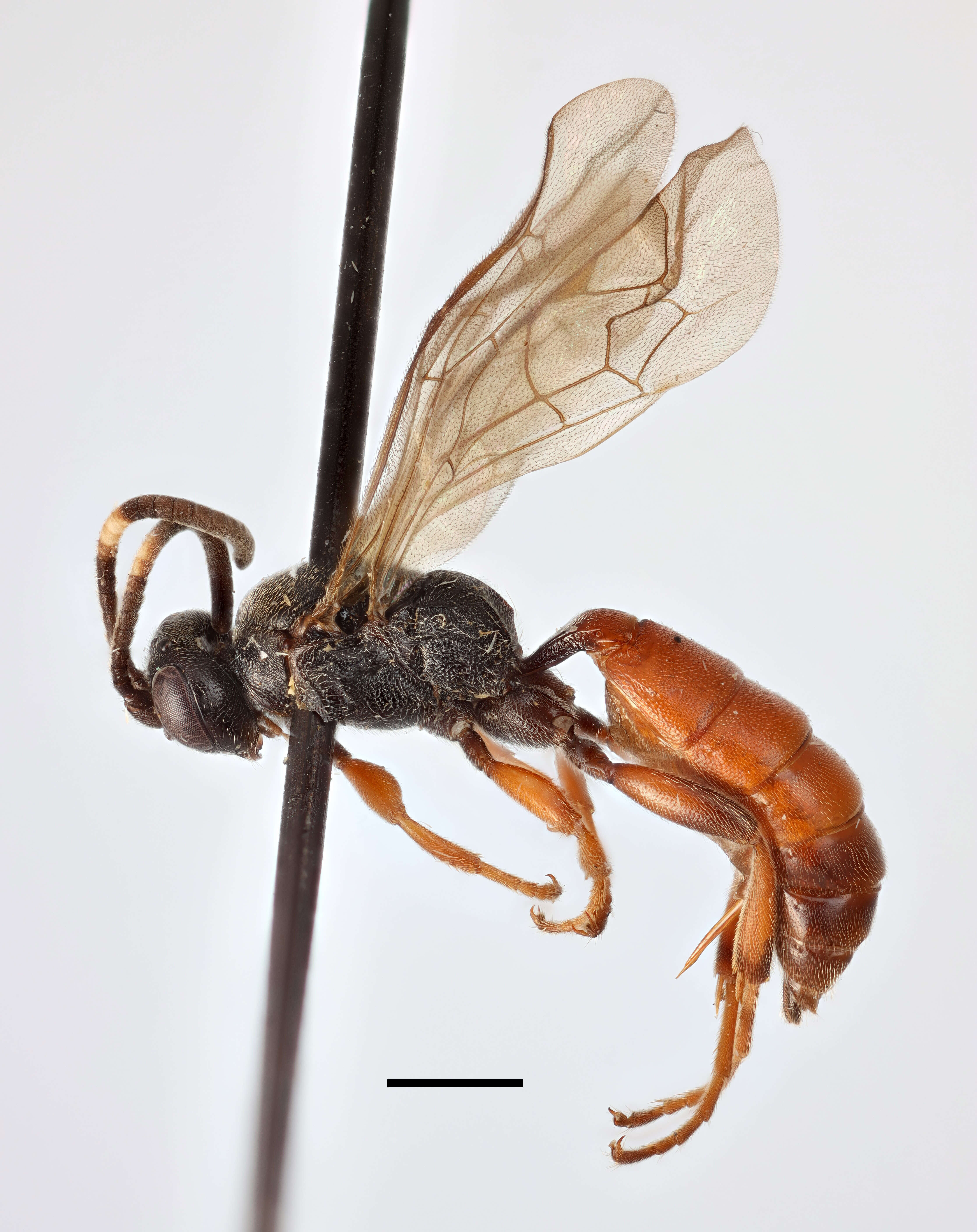 Image of Ichneumon