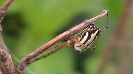 Image of Leucauge blauda