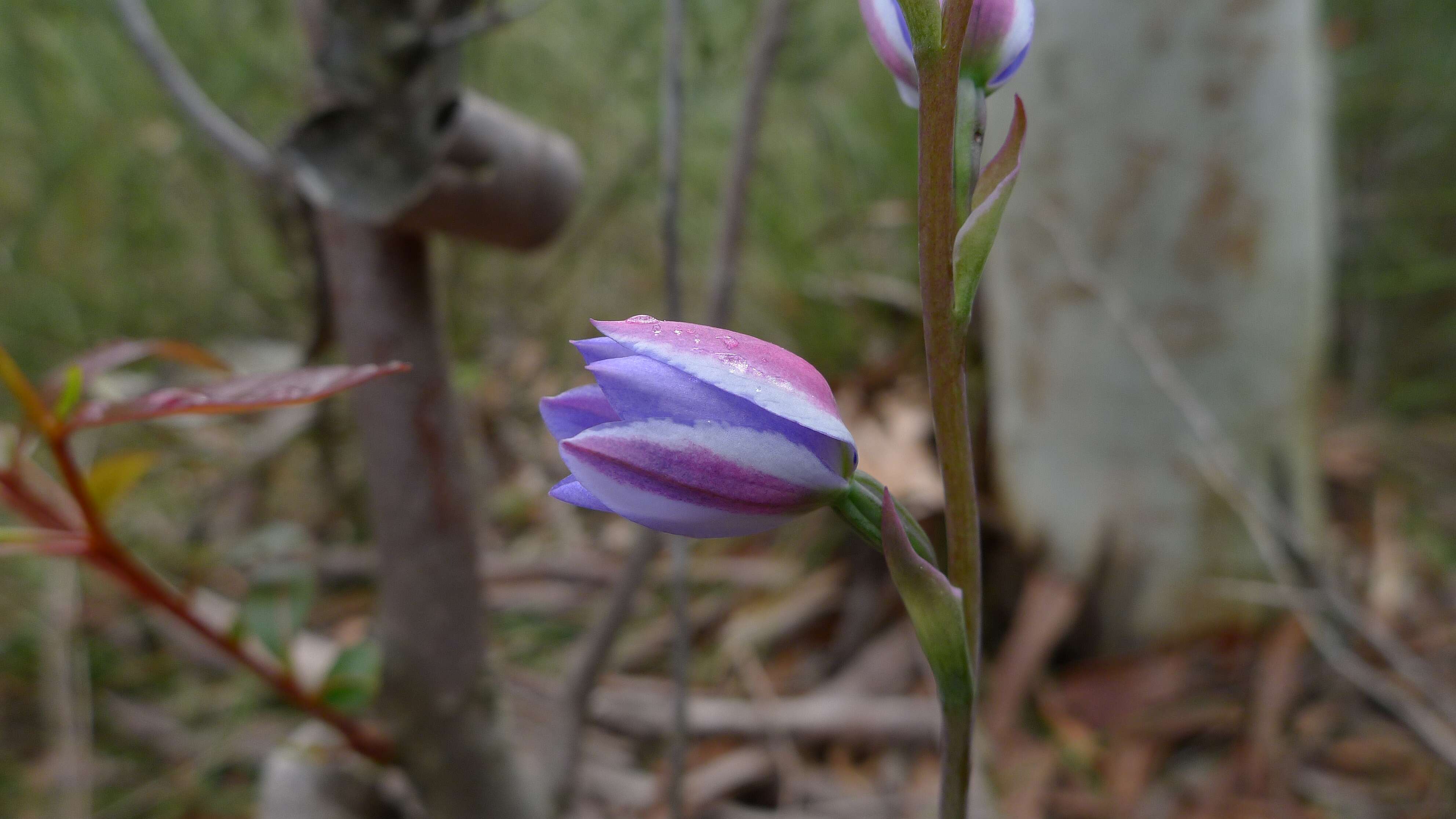 Image of Thelymitra ixioides Sw.