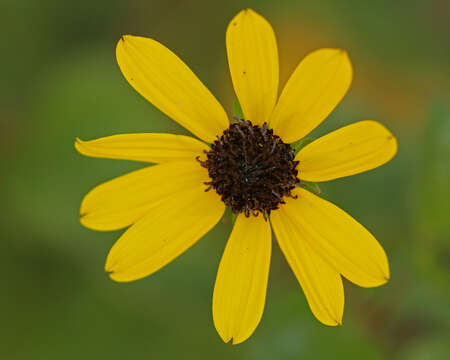 Image of cucumberleaf sunflower