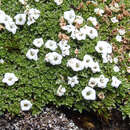 Image of Veronica ciliolata subsp. fiordensis (Ashwin) Meudt
