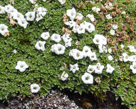 Image of Veronica ciliolata (Hook. fil.) Garn.-Jones