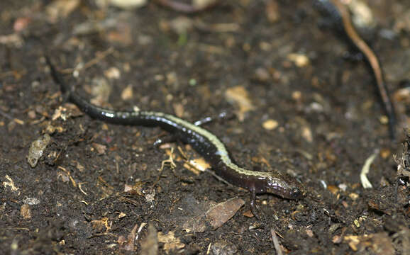 Image of Woodland salamander