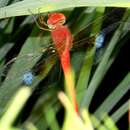 Image of Coral-tailed Cloud Wing