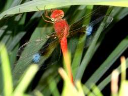 Image of Evening Skimmers