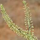 Image of Drimia altissima