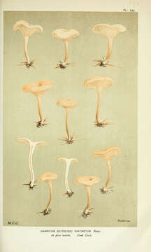 Image of Clitocybe diatreta (Fr.) P. Kumm. 1871