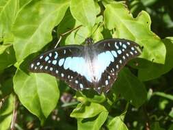 Graphium eurypylus (Linnaeus 1758) resmi