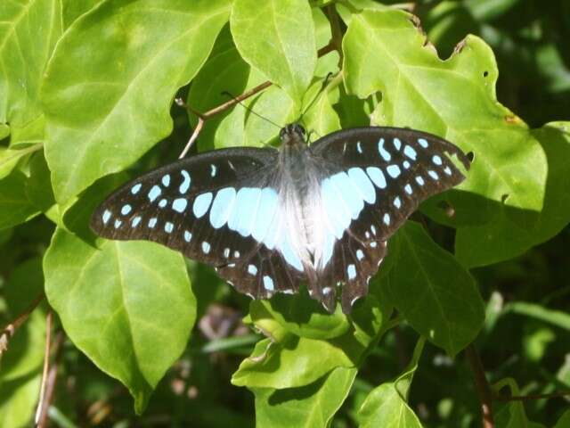 Graphium eurypylus (Linnaeus 1758) resmi