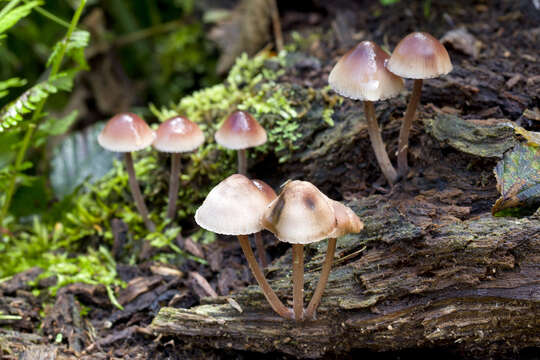 Image of Bonnet Mushroom