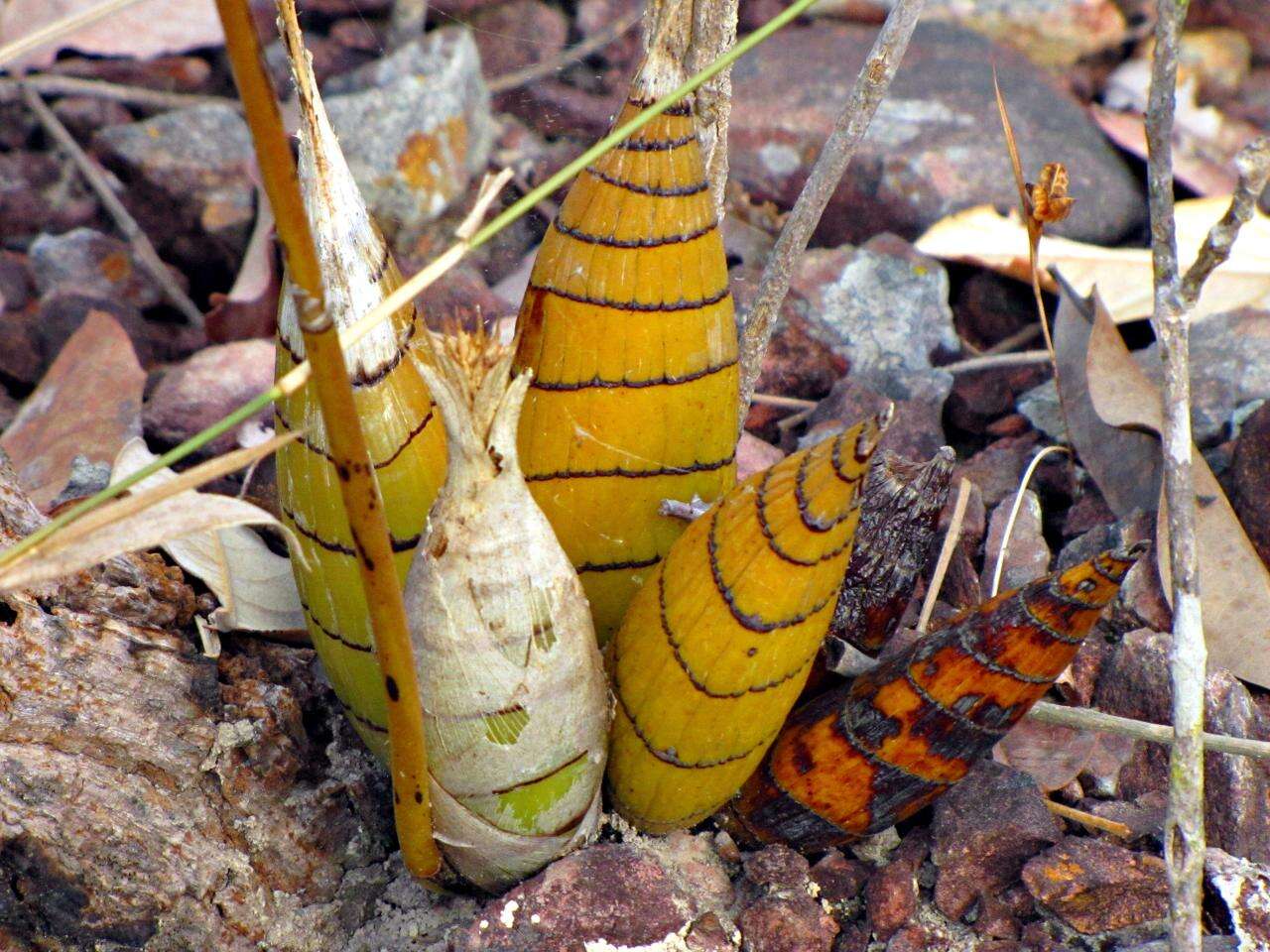 Image of Cyrtopodium eugenii Rchb. fil. & Warm.