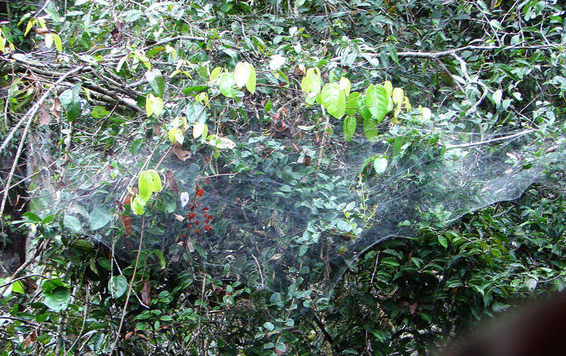 Image of South American social spider