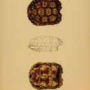 Sivun Chersobius signatus (Gmelin 1789) kuva