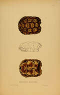 Image of Speckled tortoise