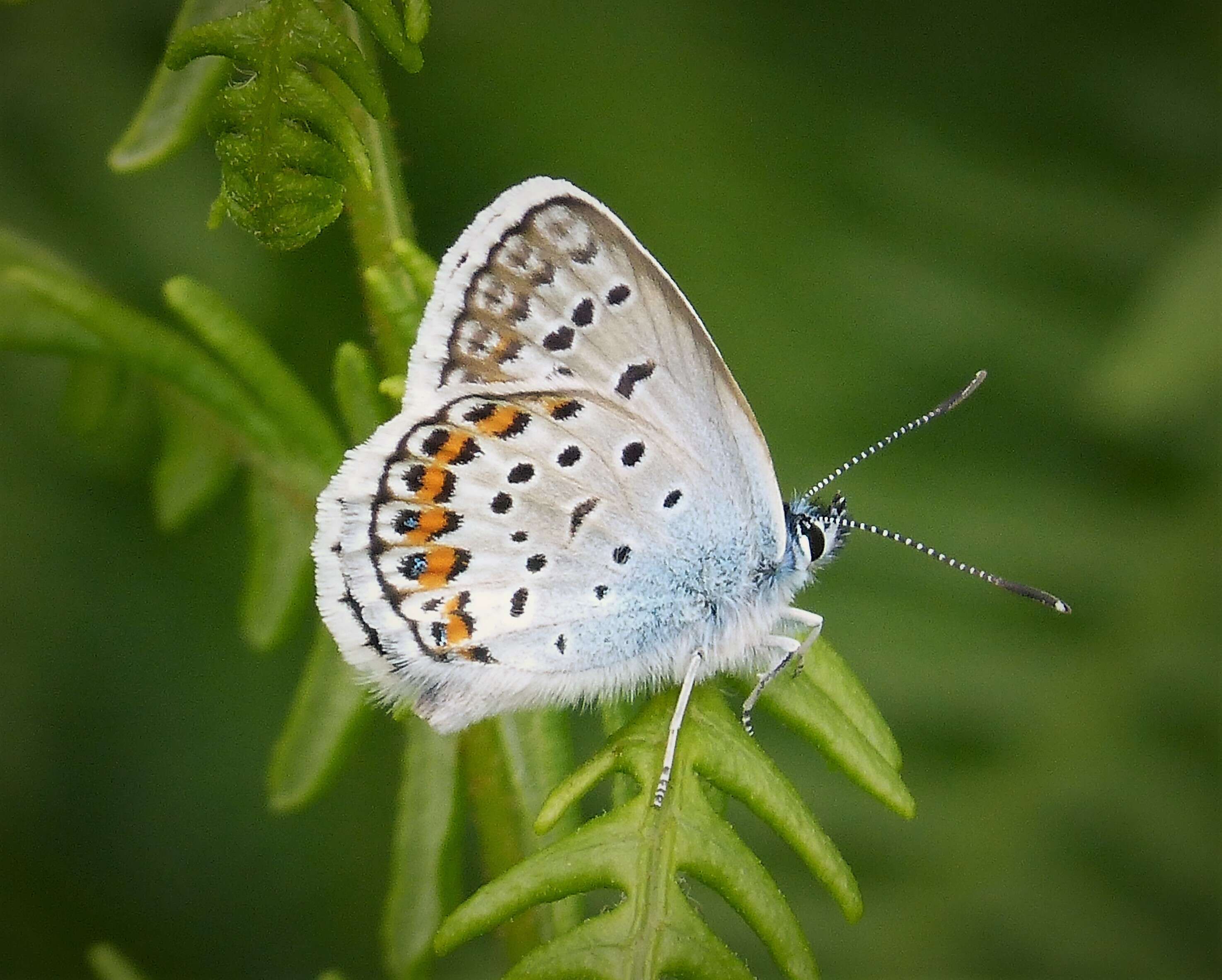 Image of Plebejus