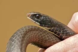 Image of Eastern Racer