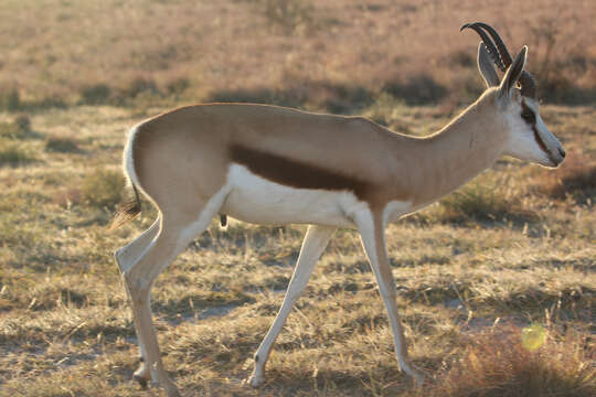 Image of Springbok